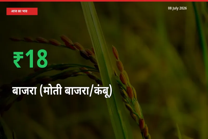 किसानों के लिए खुशखबरी! स्थानीय मंडी में बाजरा (मोती बाजरा/कंबू) 18.43% उछला