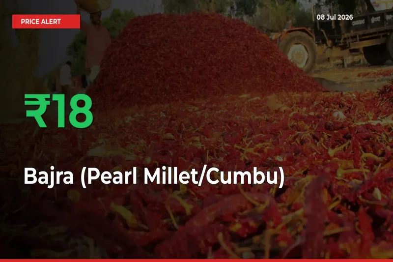 Sharp Jump! Bajra (Pearl Millet/Cumbu) Prices Climb 18.43% in 24 Hours at Key Mandis