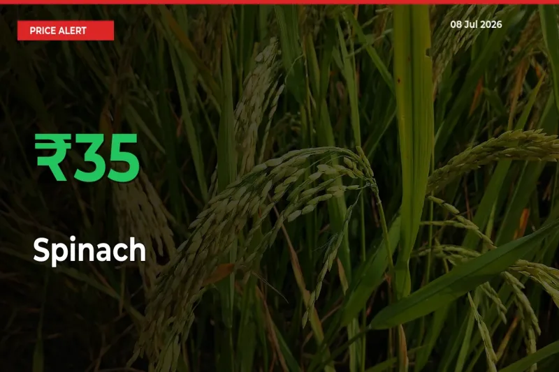 Sudden 34.73% Rally in Spinach Prices Across Mandis