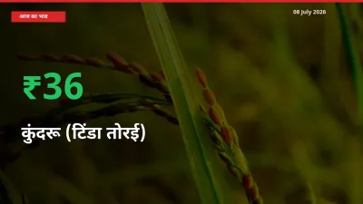कुंदरू (टिंडा तोरई) 35.88% उछला, मंडी