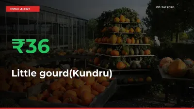 Farmers Cheer as Little gourd(Kundru) Prices Surge 35.88% in Local Mandis