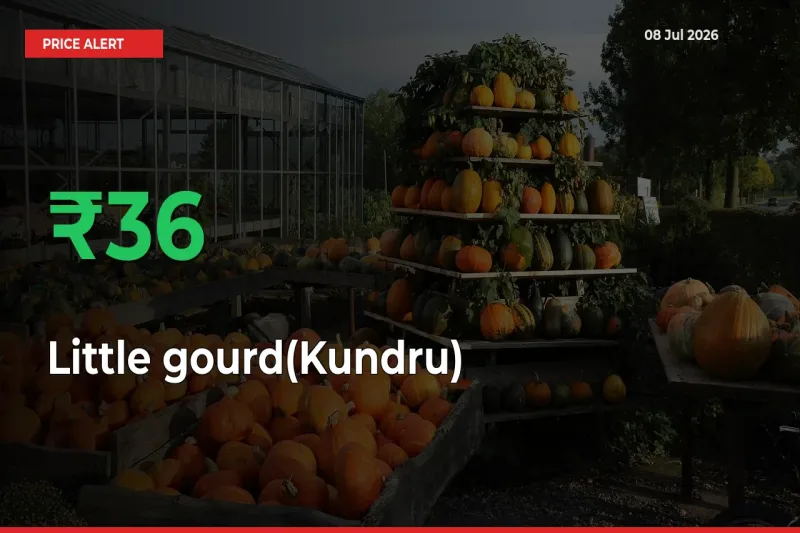 Farmers Cheer as Little gourd(Kundru) Prices Surge 35.88% in Local Mandis