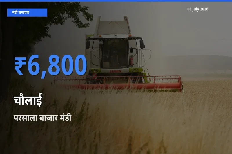 आज का मंडी भाव: चौलाई के सबसे ज़्यादा दाम परसाला बाजार में