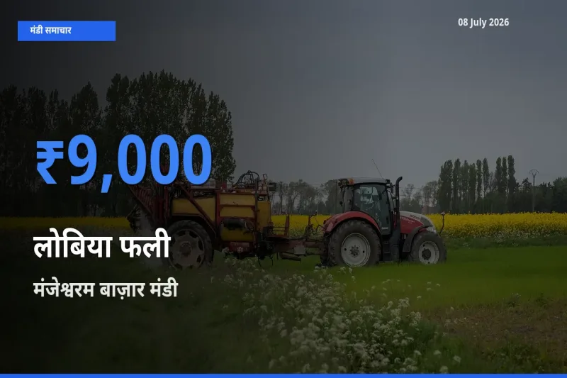 आज लोबिया फली के सबसे ज़्यादा दाम मंजेश्वरम बाज़ार मंडी में दर्ज
