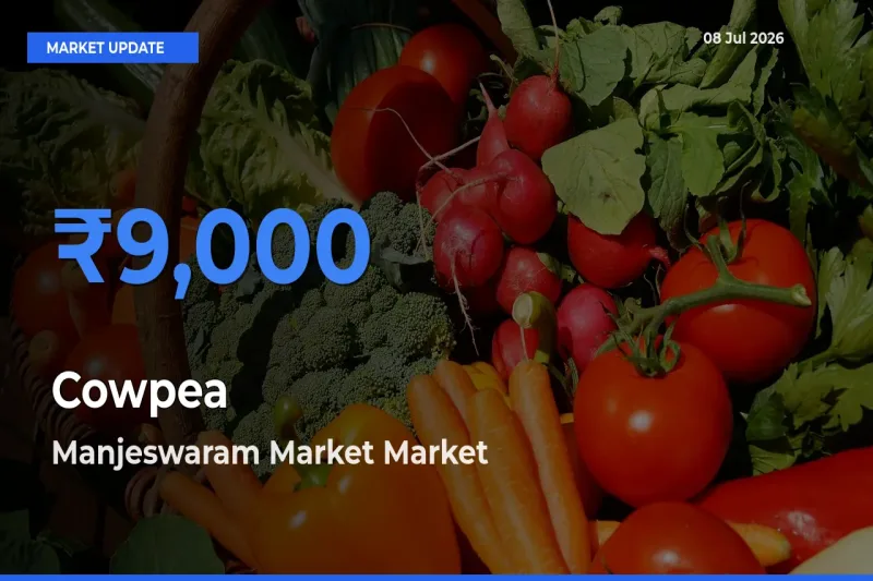 Manjeswaram Market Tops Cowpea Mandi Rates Today