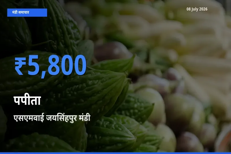 एसएमवाई जयसिंहपुर में पपीता का आज सबसे ऊँचा भाव