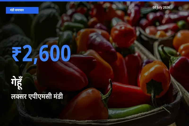 टॉप मंडी बना लक्सर एपीएमसी! गेहूँ के सबसे ऊँचे दाम यहीं दर्ज
