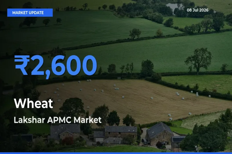 Farmers Prefer Lakshar APMC as Wheat Hits Highest Rate