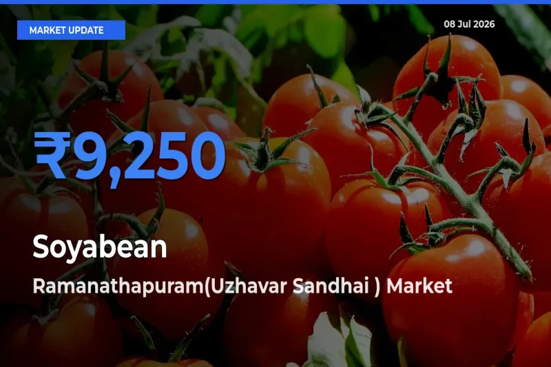 Top Performer! Ramanathapuram(Uzhavar Sandhai ) Offers Best Soyabean Price Today