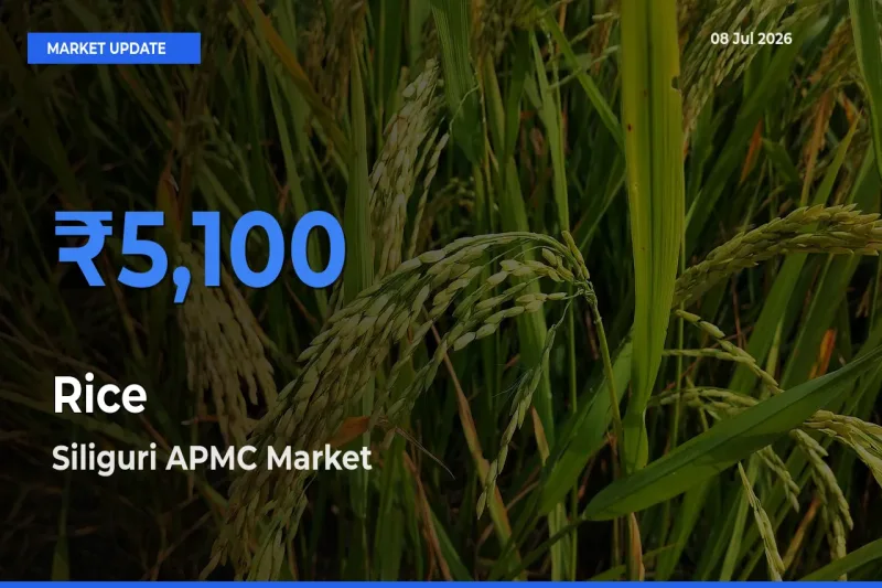 Siliguri APMC Emerges as Top Mandi for Rice Prices Today