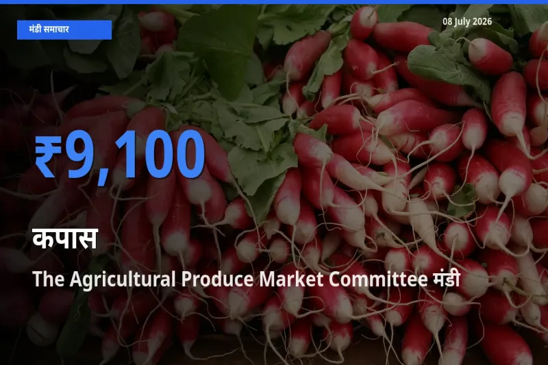 The Agricultural Produce Market Committee में कपास का आज सबसे ऊँचा भाव