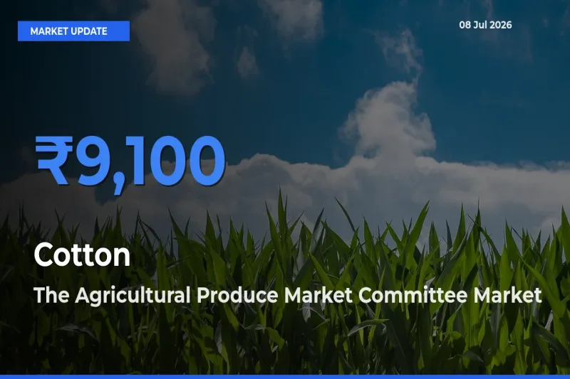 The Agricultural Produce Market Committee Tops Cotton Mandi Rates Today