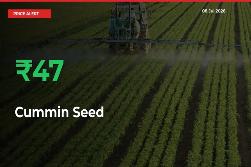 Cummin Seed Prices Rise 46.52% in a Day at Major Mandis