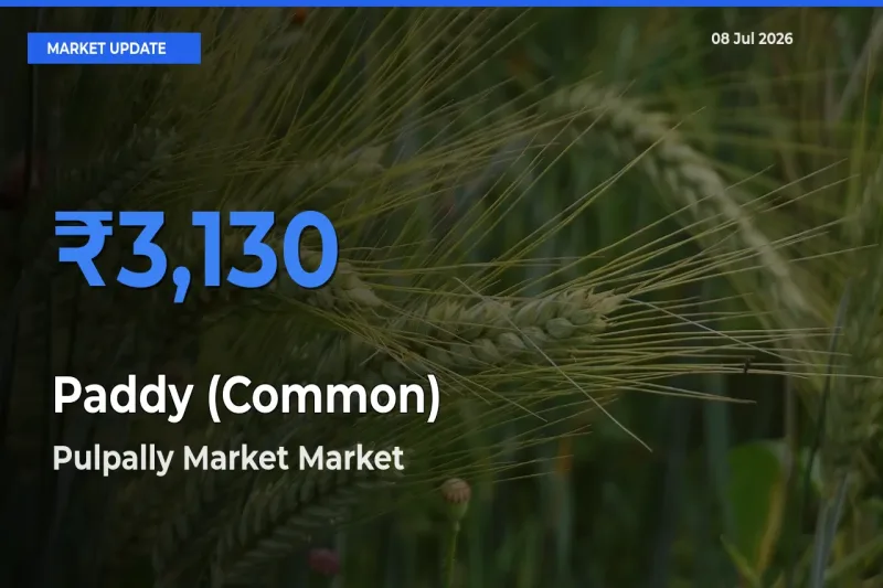 Top Performer! Pulpally Market Offers Best Paddy (Common) Price Today
