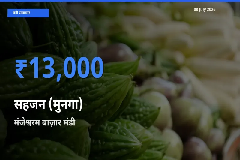 टॉप मंडी बना मंजेश्वरम बाज़ार! सहजन (मुनगा) के सबसे ऊँचे दाम यहीं दर्ज
