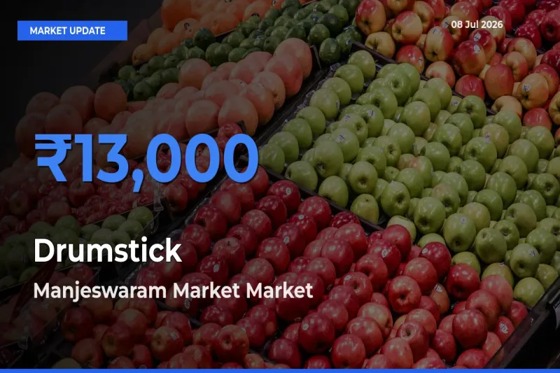 Manjeswaram Market Tops Drumstick Mandi Rates Today