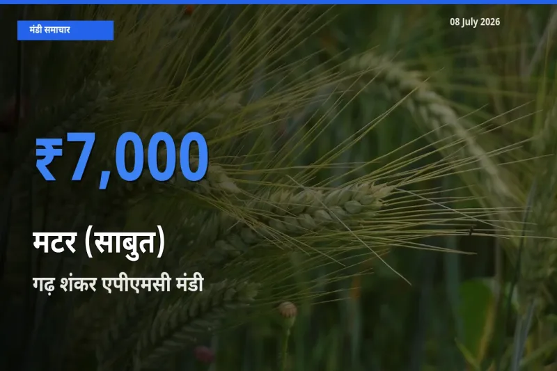 किसानों की पसंद बना गढ़ शंकर एपीएमसी, मटर (साबुत) के सबसे अच्छे दाम