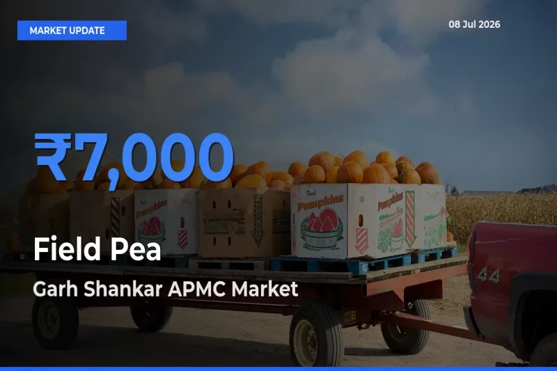 Garh Shankar APMC Emerges as Top Mandi for Field Pea Prices Today