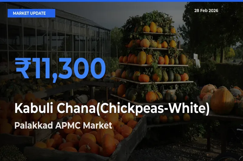 Market Watch: Palakkad APMC Becomes Top Mandi for Kabuli Chana(Chickpeas-White)