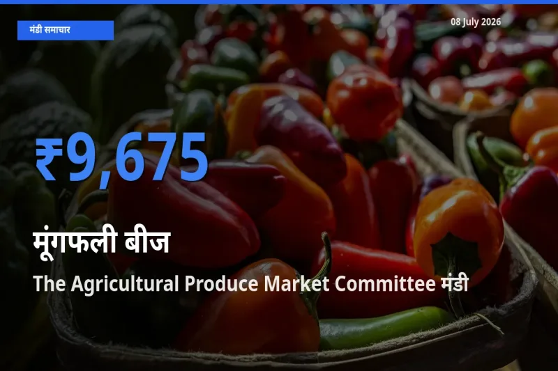 The Agricultural Produce Market Committee मंडी में आज मूंगफली बीज के सबसे ऊँचे दाम दर्ज