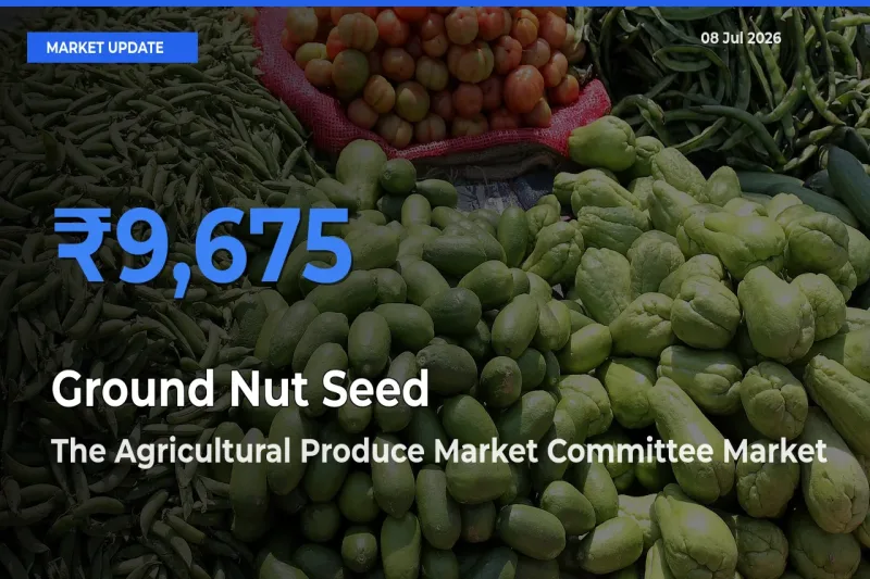 The Agricultural Produce Market Committee Leads as Top Mandi for Ground Nut Seed Prices