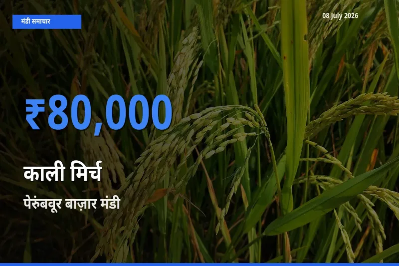 पेरुंबवूर बाज़ार मंडी में आज काली मिर्च के सबसे ऊँचे दाम दर्ज