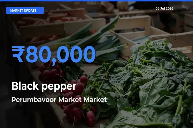 Perumbavoor Market Tops Black pepper Mandi Rates Today