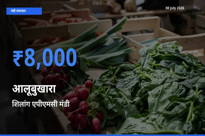 आज आलूबुखारा के सबसे ज़्यादा दाम शिलांग एपीएमसी मंडी में दर्ज
