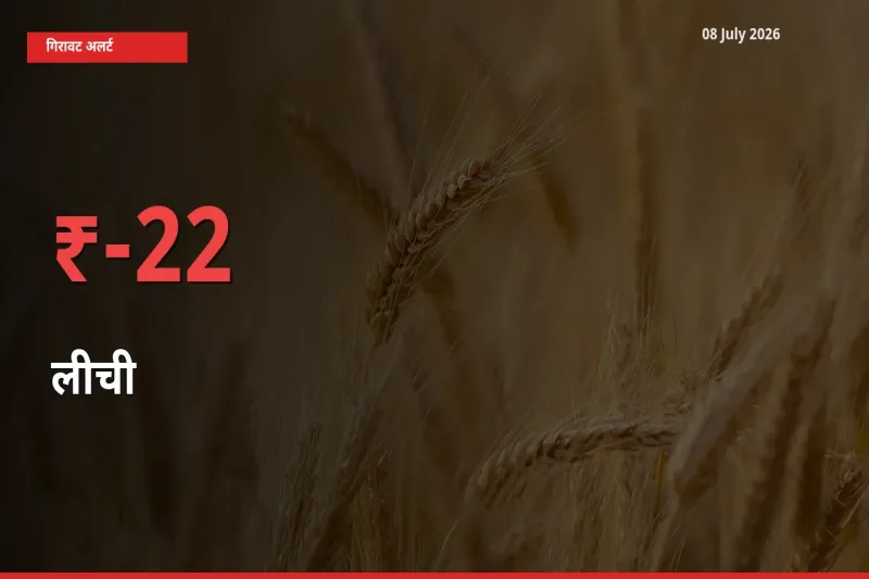 अचानक झटका! मंडी में लीची के दाम 22.25% टूटे