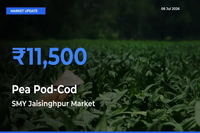SMY Jaisinghpur Emerges as Top Mandi for Pea Pod-Cod Prices Today