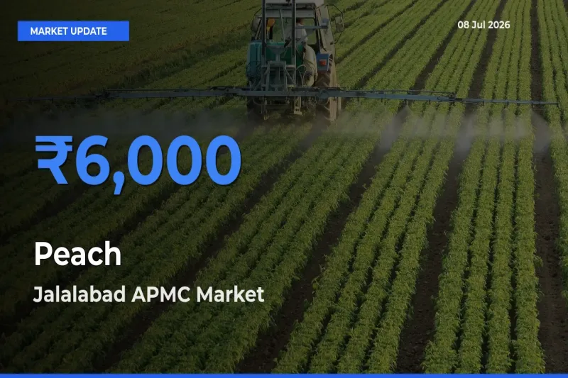 Farmers Prefer Jalalabad APMC as Peach Hits Highest Rate