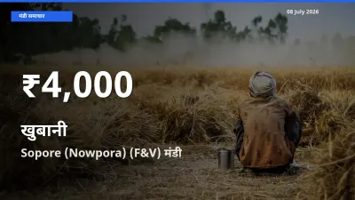 Sopore (Nowpora) (F&V) में खुबानी ₹4,000 पर गिरा – 30 दिन का न्यूनतम भाव