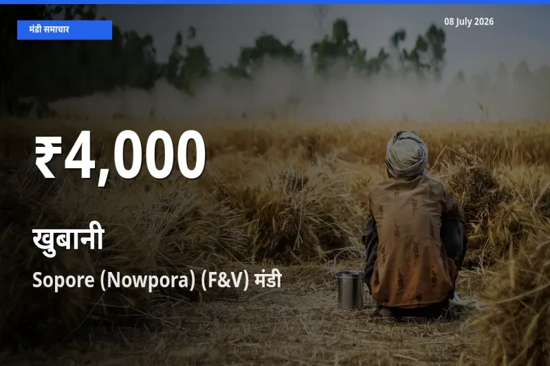 Sopore (Nowpora) (F&V) में खुबानी ₹4,000 पर गिरा – 30 दिन का न्यूनतम भाव