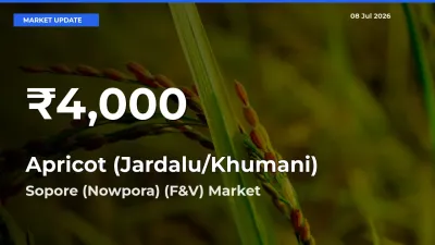 Big Drop! Apricot (Jardalu/Khumani) Slides to 30-Day Low at Sopore (Nowpora) (F&V)