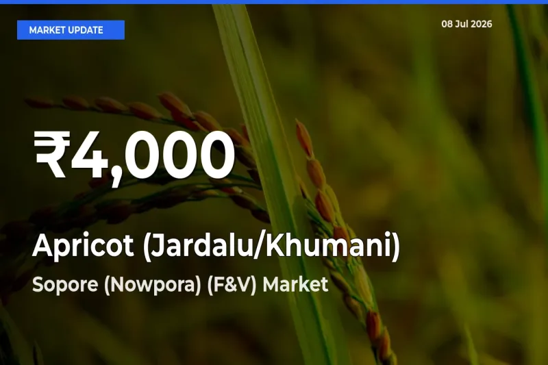 Big Drop! Apricot (Jardalu/Khumani) Slides to 30-Day Low at Sopore (Nowpora) (F&V)