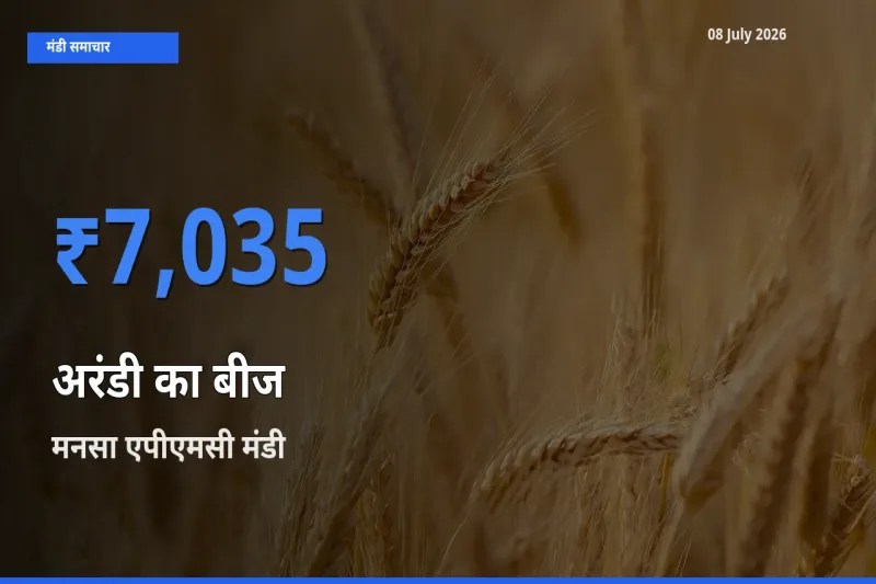 टॉप मंडी बना मनसा एपीएमसी! अरंडी का बीज के सबसे ऊँचे दाम यहीं दर्ज