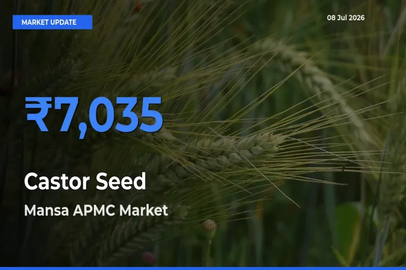 Farmers Prefer Mansa APMC as Castor Seed Hits Highest Rate