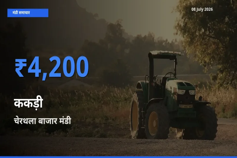 टॉप मंडी बना चेरथला बाजार! ककड़ी के सबसे ऊँचे दाम यहीं दर्ज