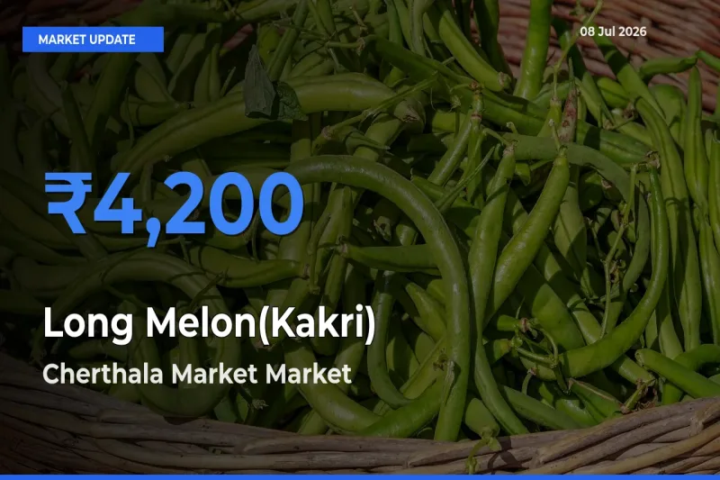 Top Performer! Cherthala Market Offers Best Long Melon(Kakri) Price Today