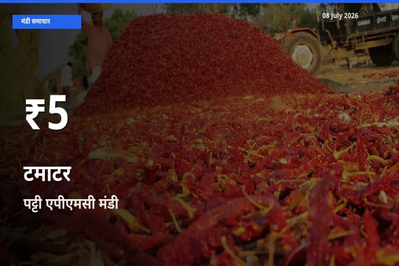 08 July अपडेट: टमाटर के दाम 30 दिन के न्यूनतम स्तर पर, पट्टी एपीएमसी