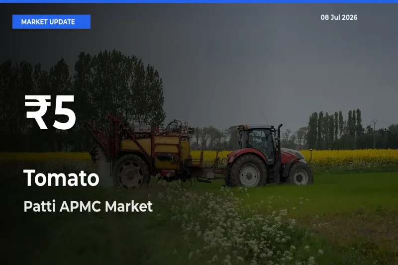 Tomato Falls to ₹5 in Patti APMC – 30-Day Lowest Rate