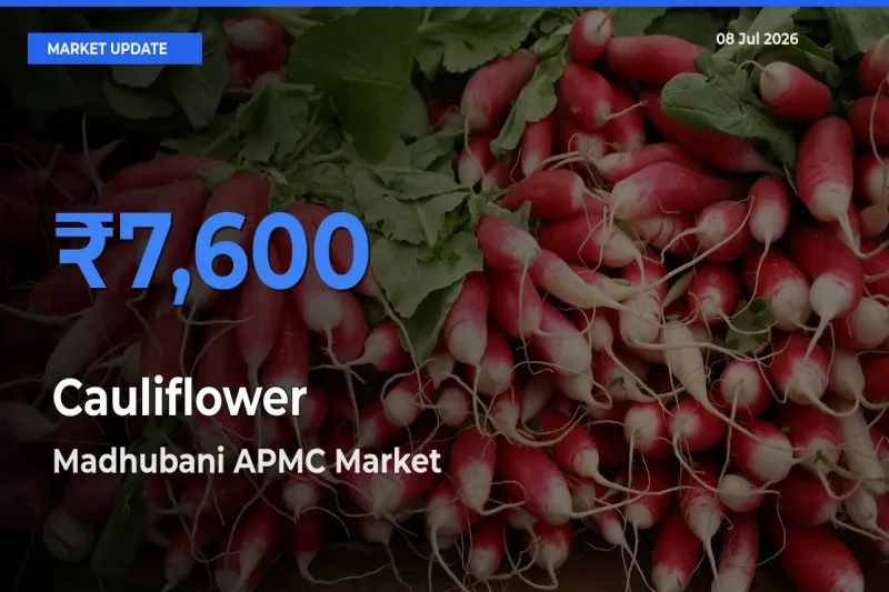 Cauliflower Mandi Rate Today: Madhubani APMC Tops the List