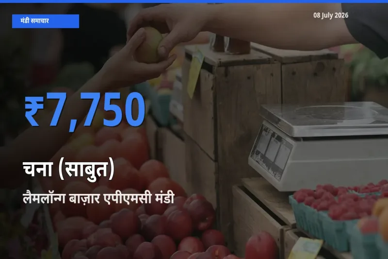 टॉप मंडी बना लैमलॉन्ग बाज़ार एपीएमसी! चना (साबुत) के सबसे ऊँचे दाम यहीं दर्ज