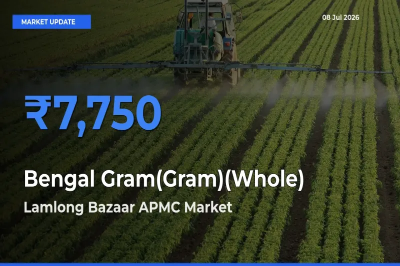 Lamlong Bazaar APMC Tops Bengal Gram(Gram)(Whole) Rates – July 08 Market Update