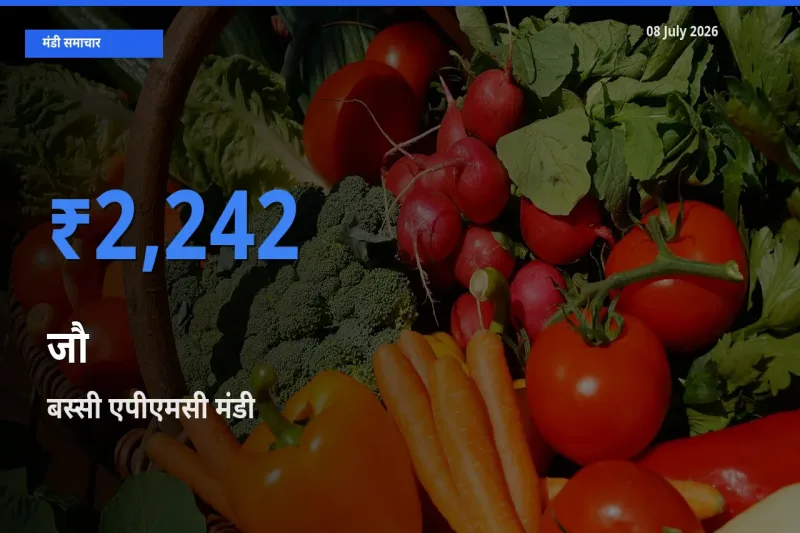 आज जौ के सबसे ज़्यादा दाम बस्सी एपीएमसी मंडी में दर्ज