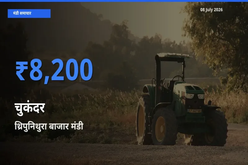 थ्रिपुनिथुरा बाजार में चुकंदर का आज सबसे ऊँचा भाव