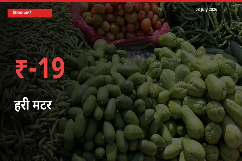 हरी मटर के दाम प्रमुख मंडी में 19.27% गिरे, 24 घंटे में बड़ा बदलाव