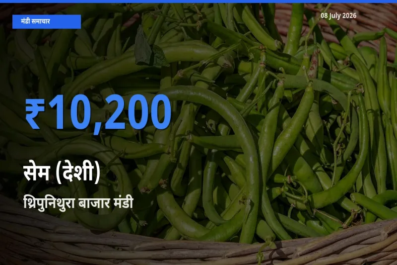 थ्रिपुनिथुरा बाजार में सेम (देशी) का आज सबसे ऊँचा भाव