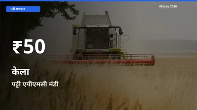केला के दाम 30 दिनों के सबसे निचले स्तर पर, पट्टी एपीएमसी