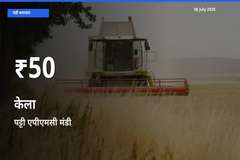 केला के दाम 30 दिनों के सबसे निचले स्तर पर, पट्टी एपीएमसी